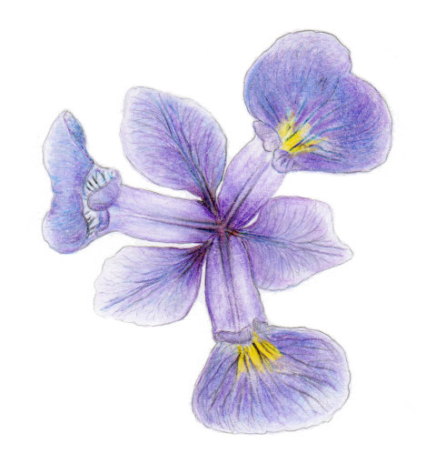 Iris Versicolor drawing by Naruemon Kittinaradorn