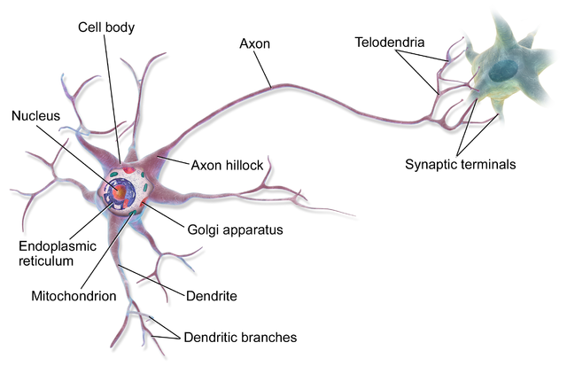 Brain neuron